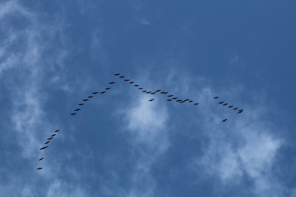 Sandhill Crane - ML641396280