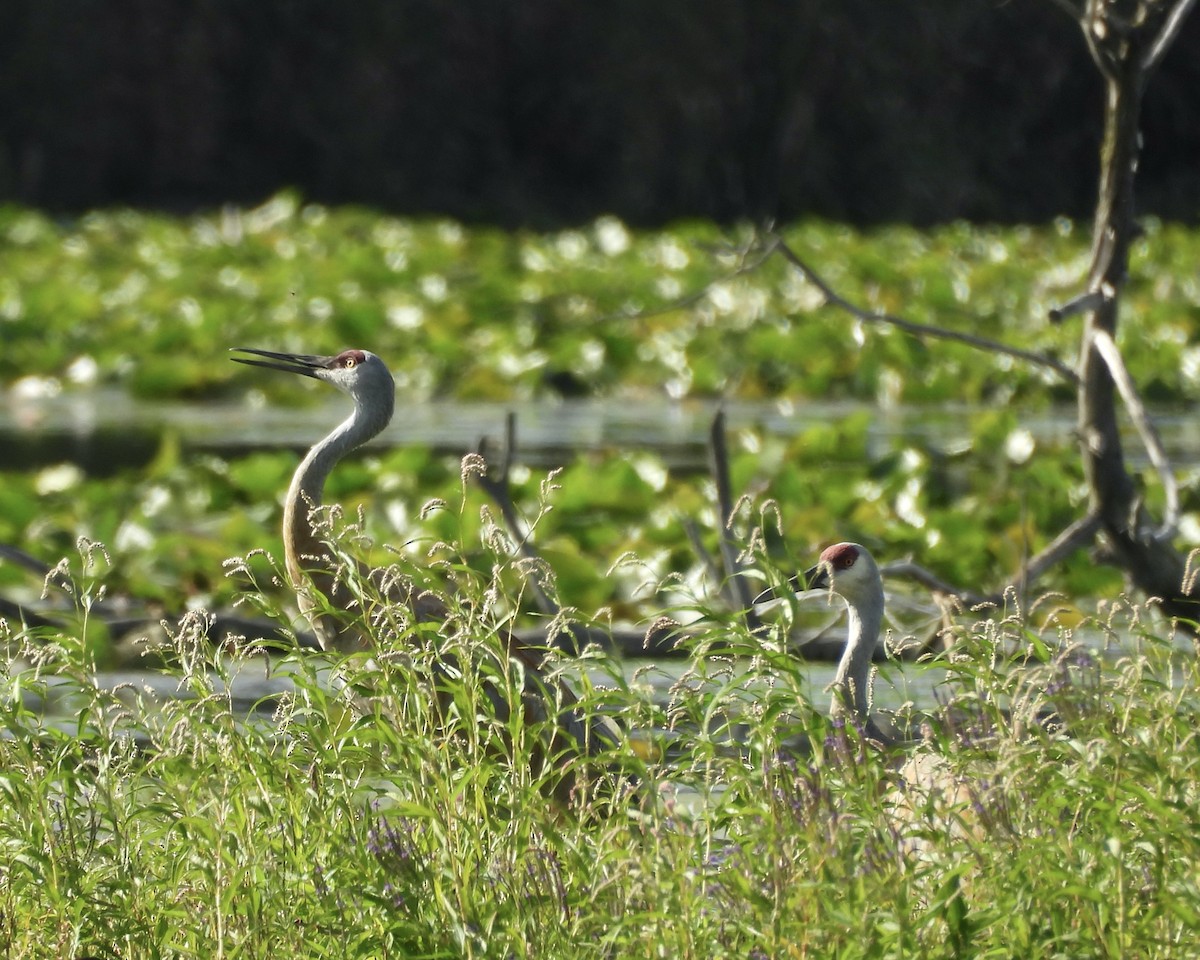 Sandhill Crane - ML641396283
