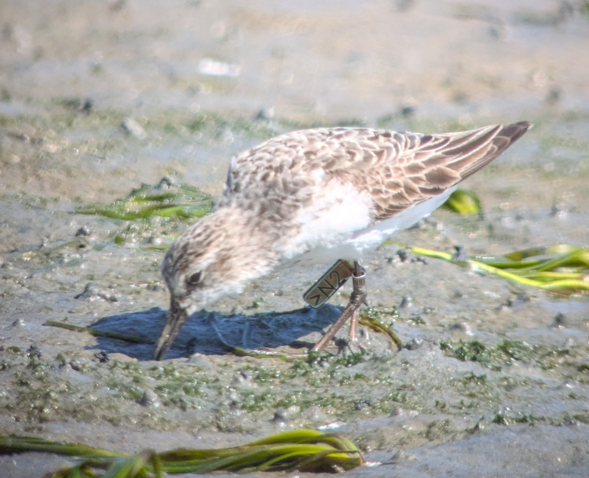 Semipalmated Sandpiper - ML641396285