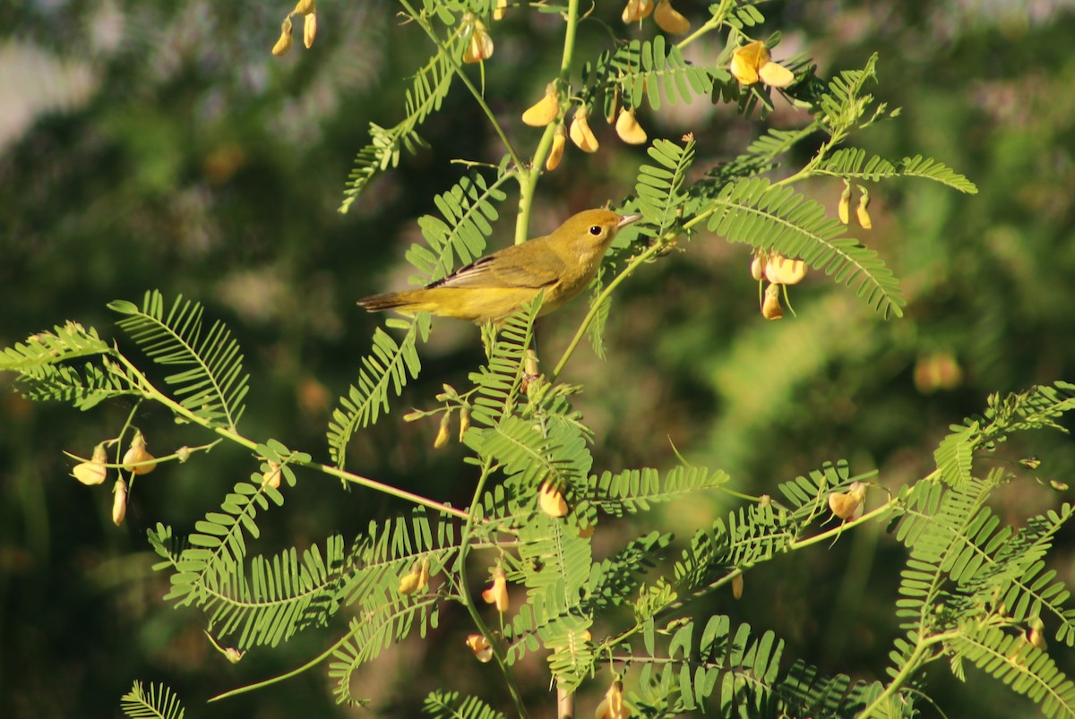 gulparula - ML641396301