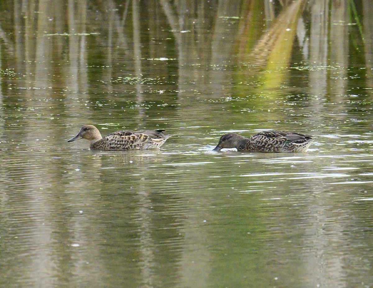 Green-winged Teal - ML641396320