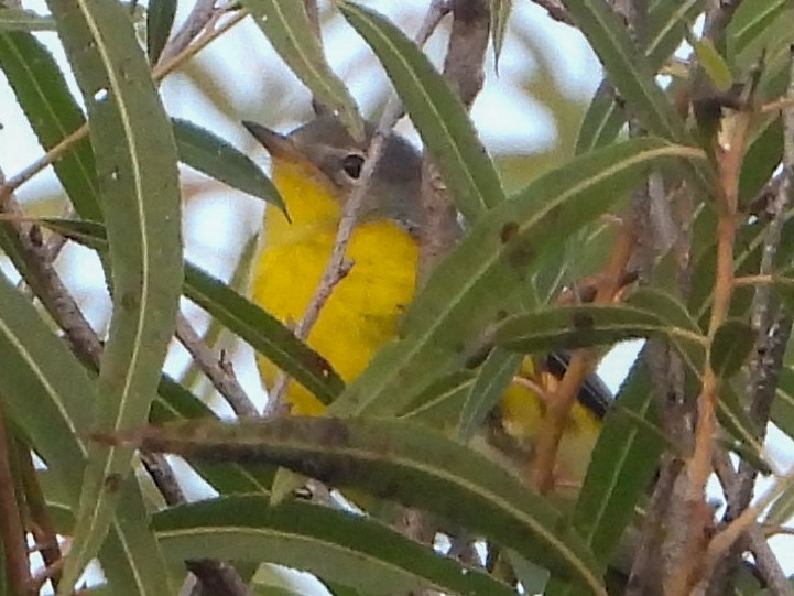 Nashville Warbler - ML641396327