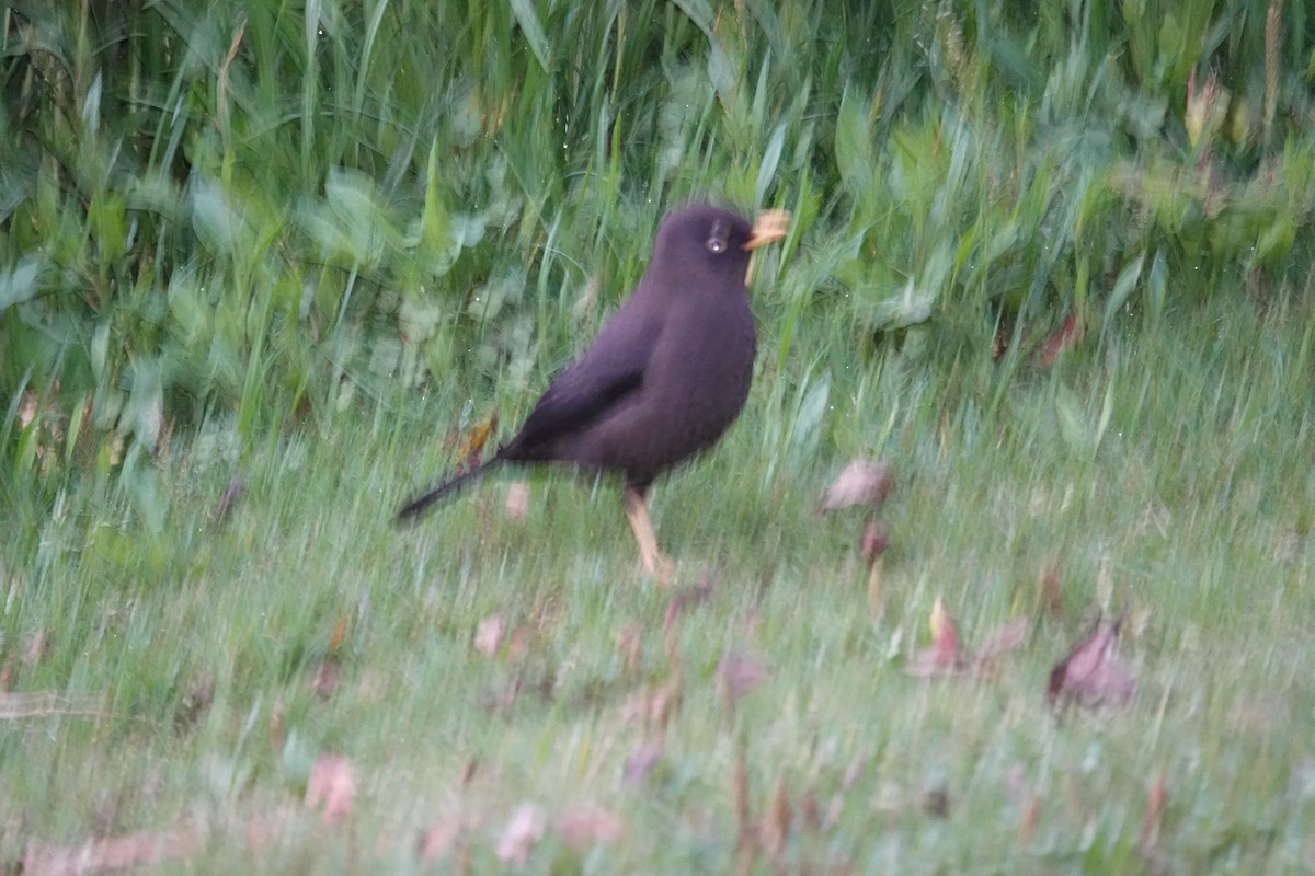 Sooty Thrush - ML641396336