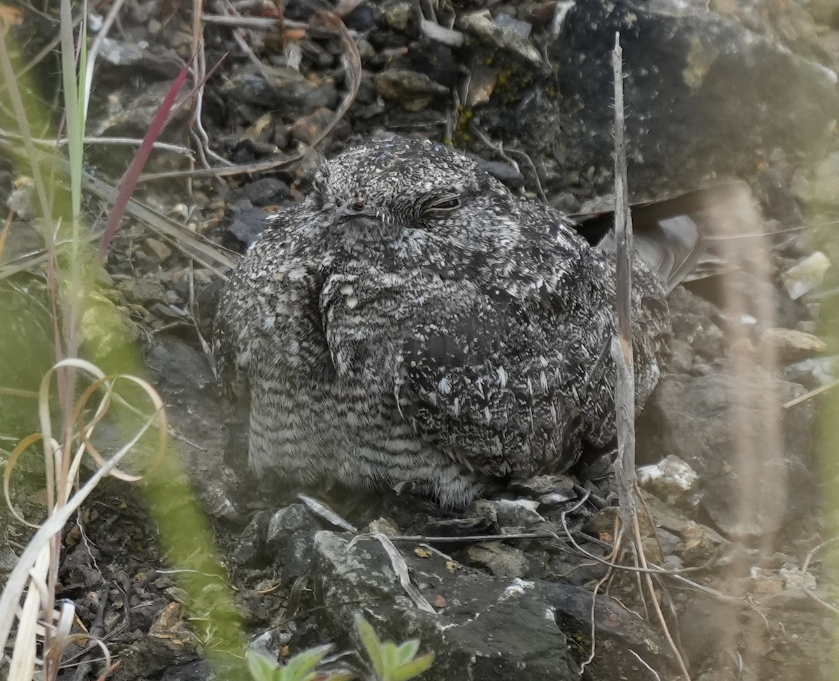 Chirruping Nightjar - ML641396347