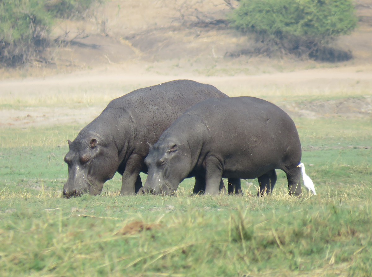 Animals - ML641396351