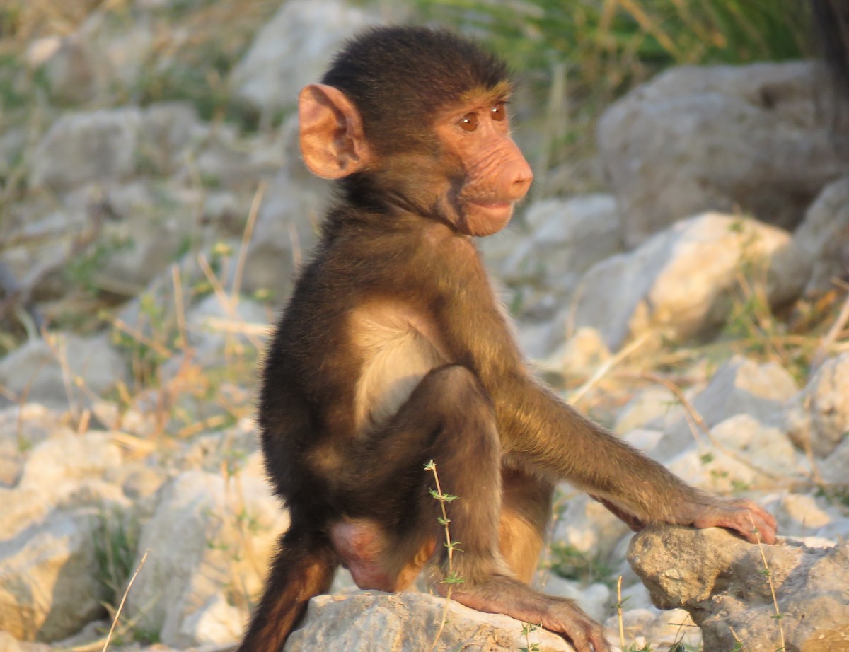 Animals - ML641396352