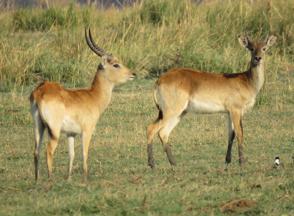 Animals - ML641396353