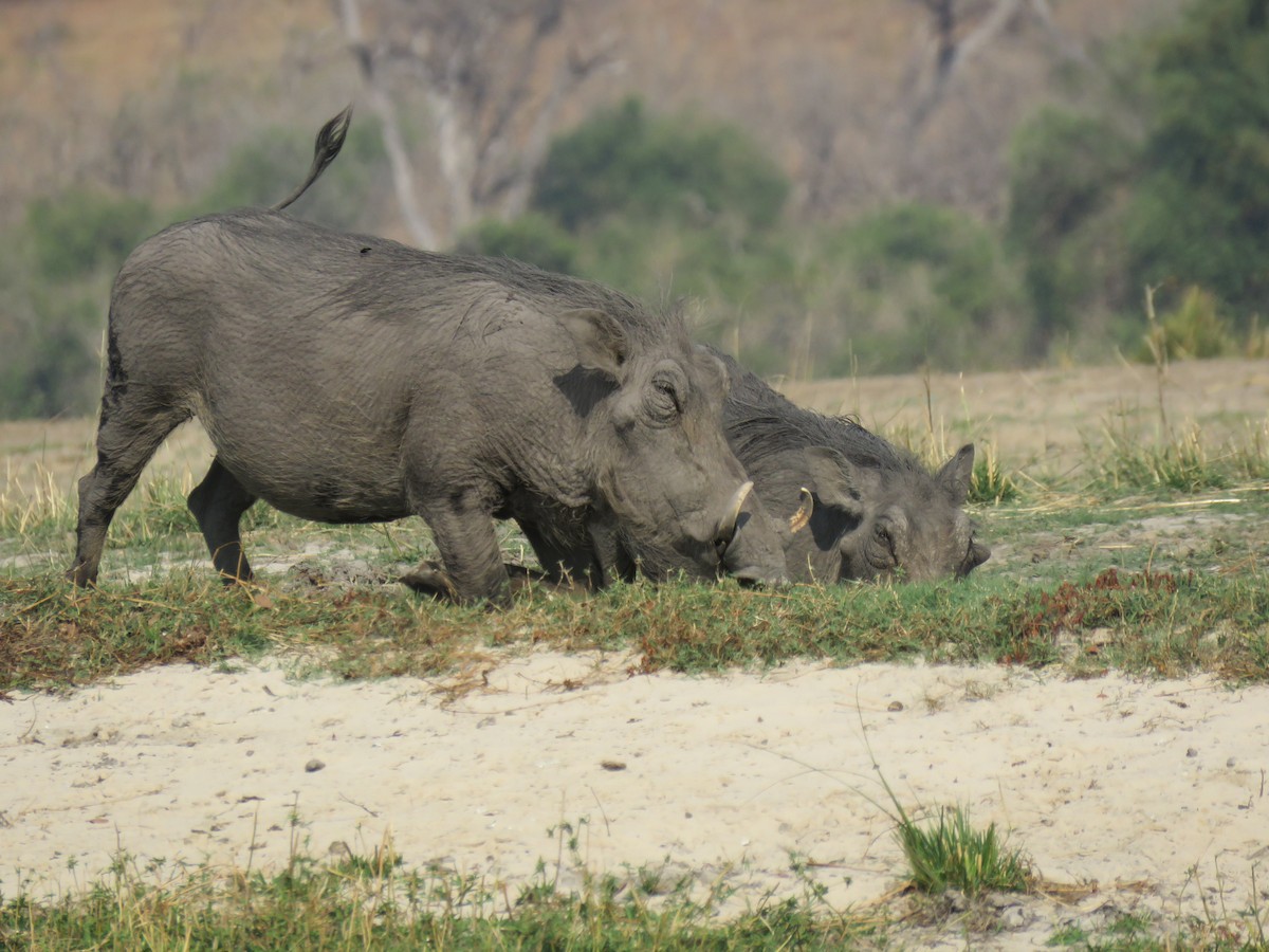 Animals - ML641396354