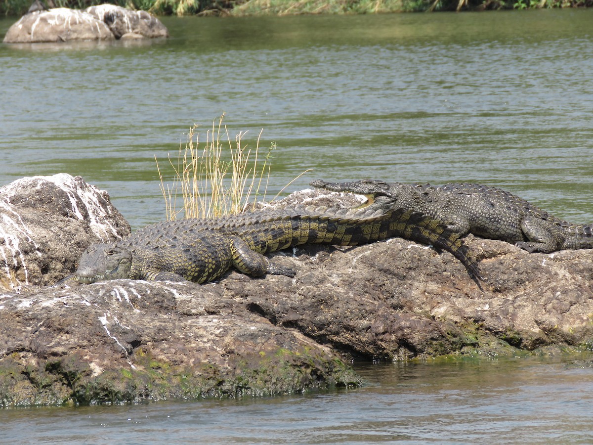 Animals - ML641396356