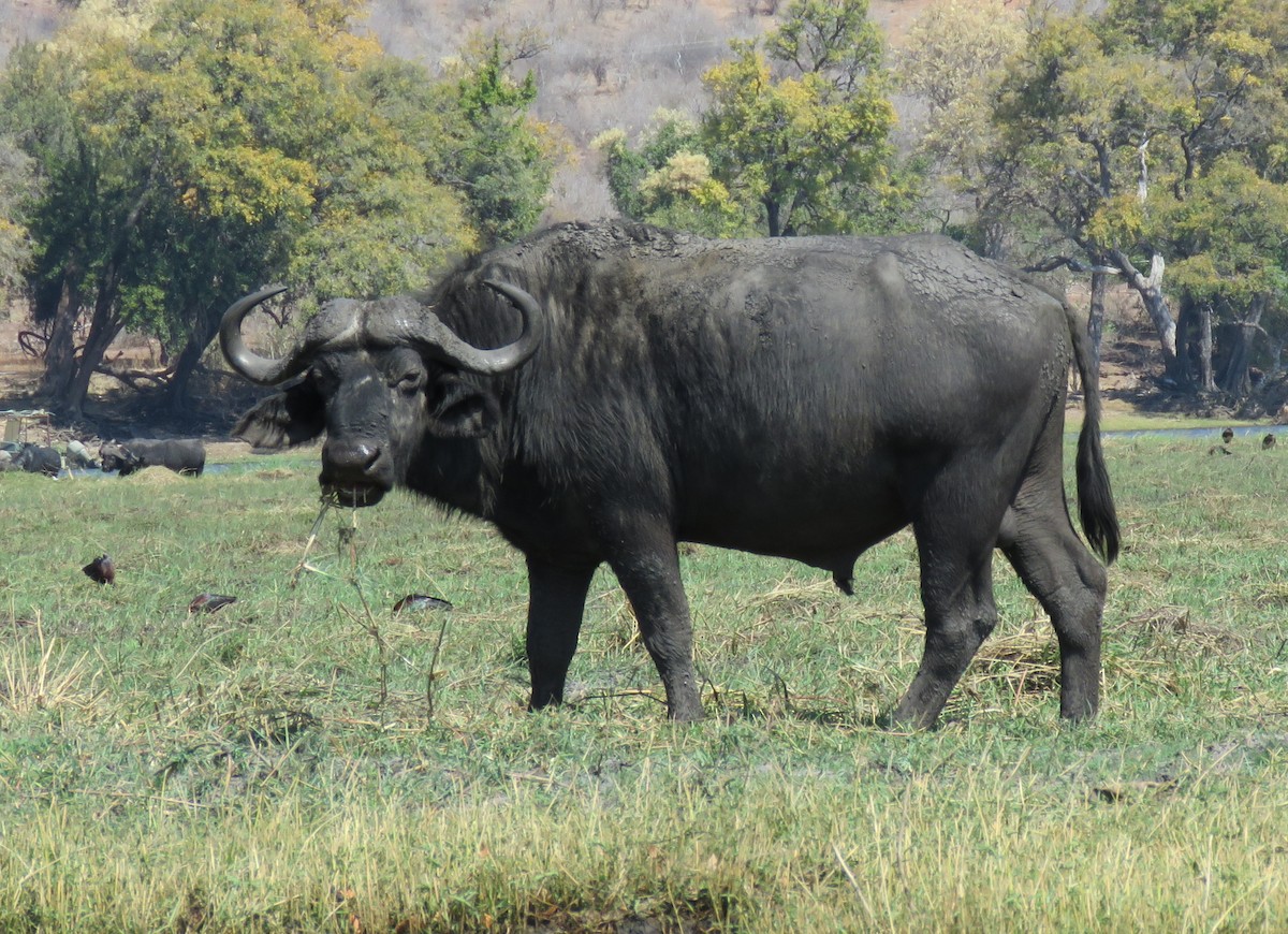 Animals - ML641396357