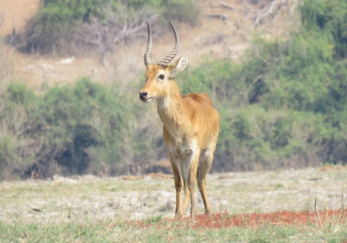 Animals - ML641396358