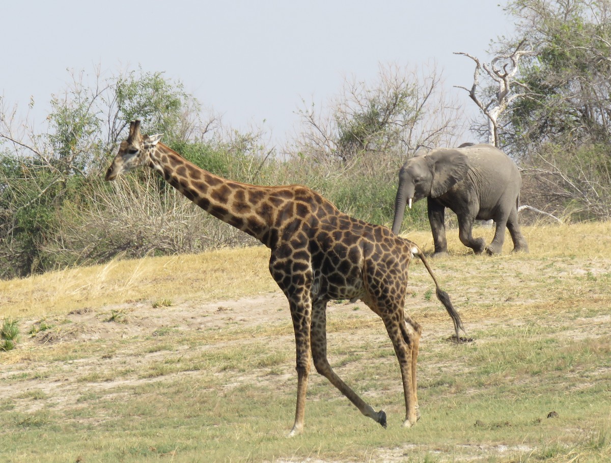 Animals - ML641396359