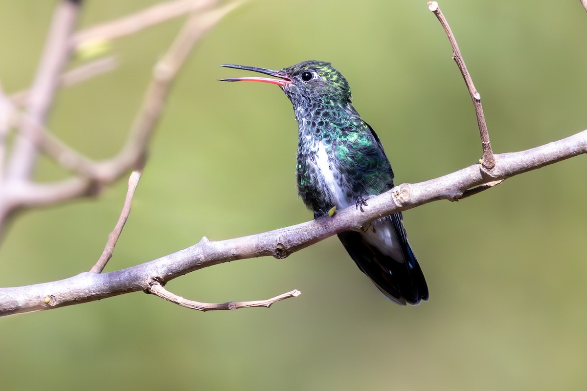 Glittering-throated Emerald - ML641396365