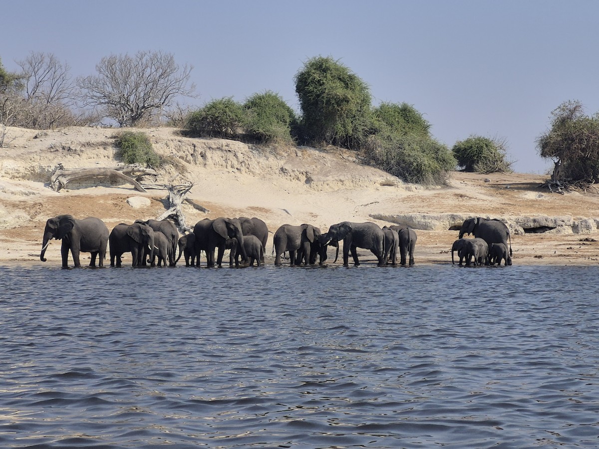 Animals - ML641396393