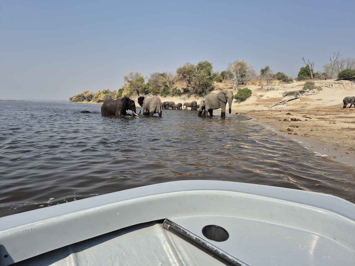 Animals - ML641396394