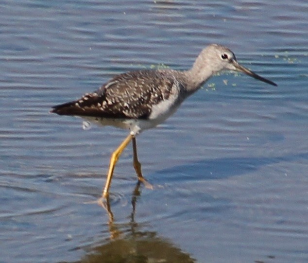 Greater Yellowlegs - ML641396405