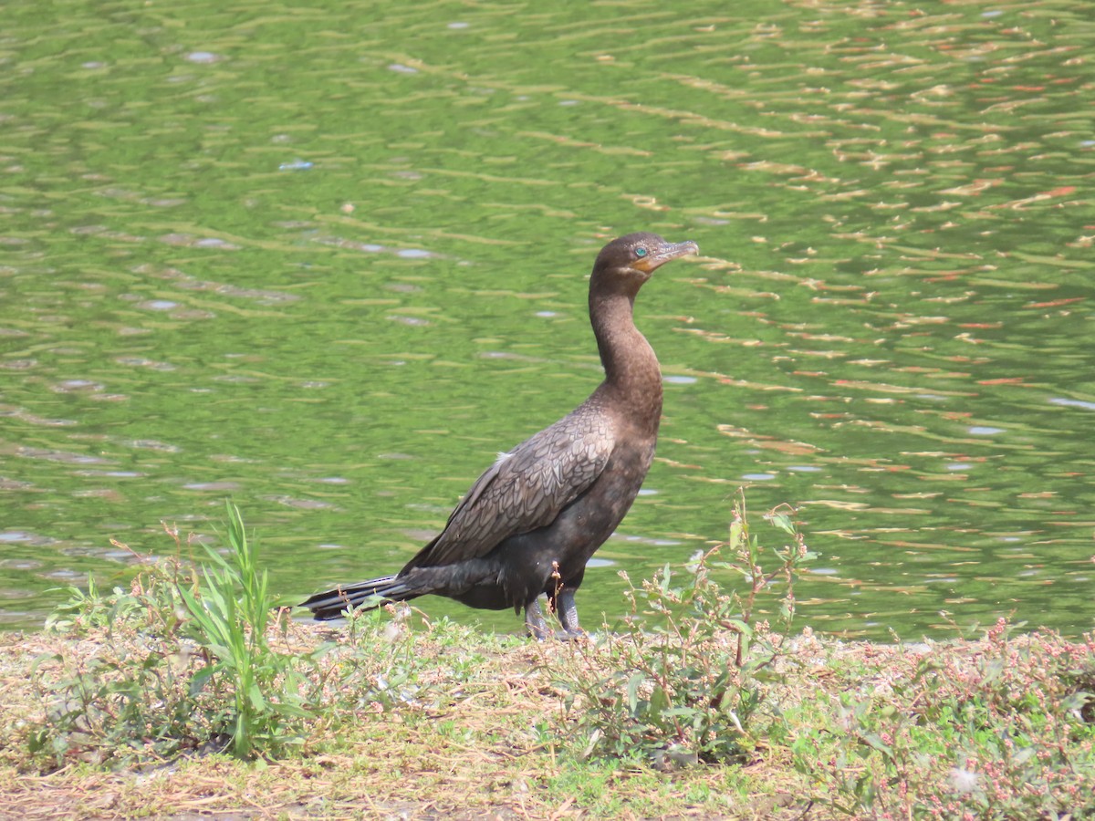 Neotropic Cormorant - ML641396425