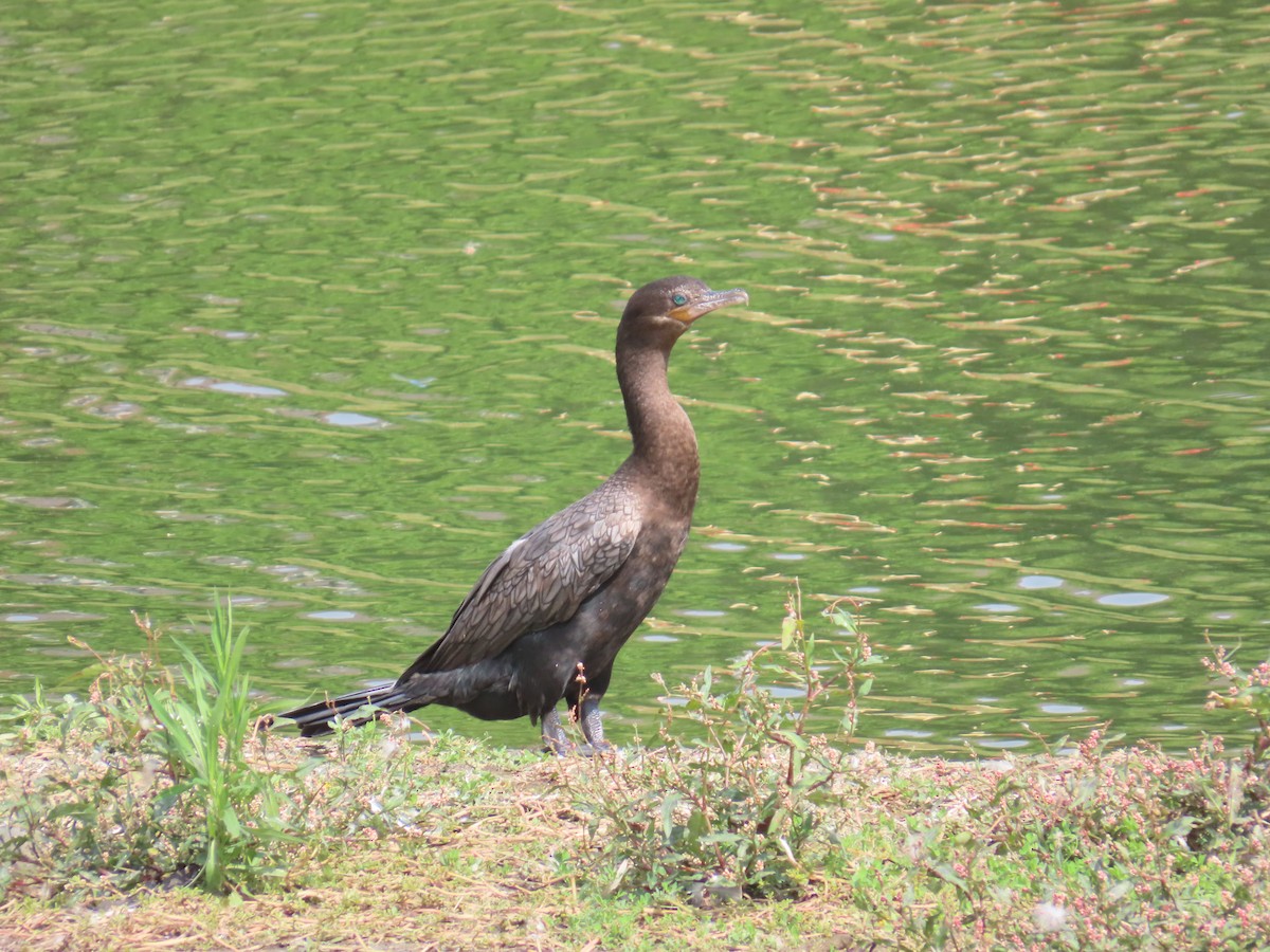 Neotropic Cormorant - ML641396426