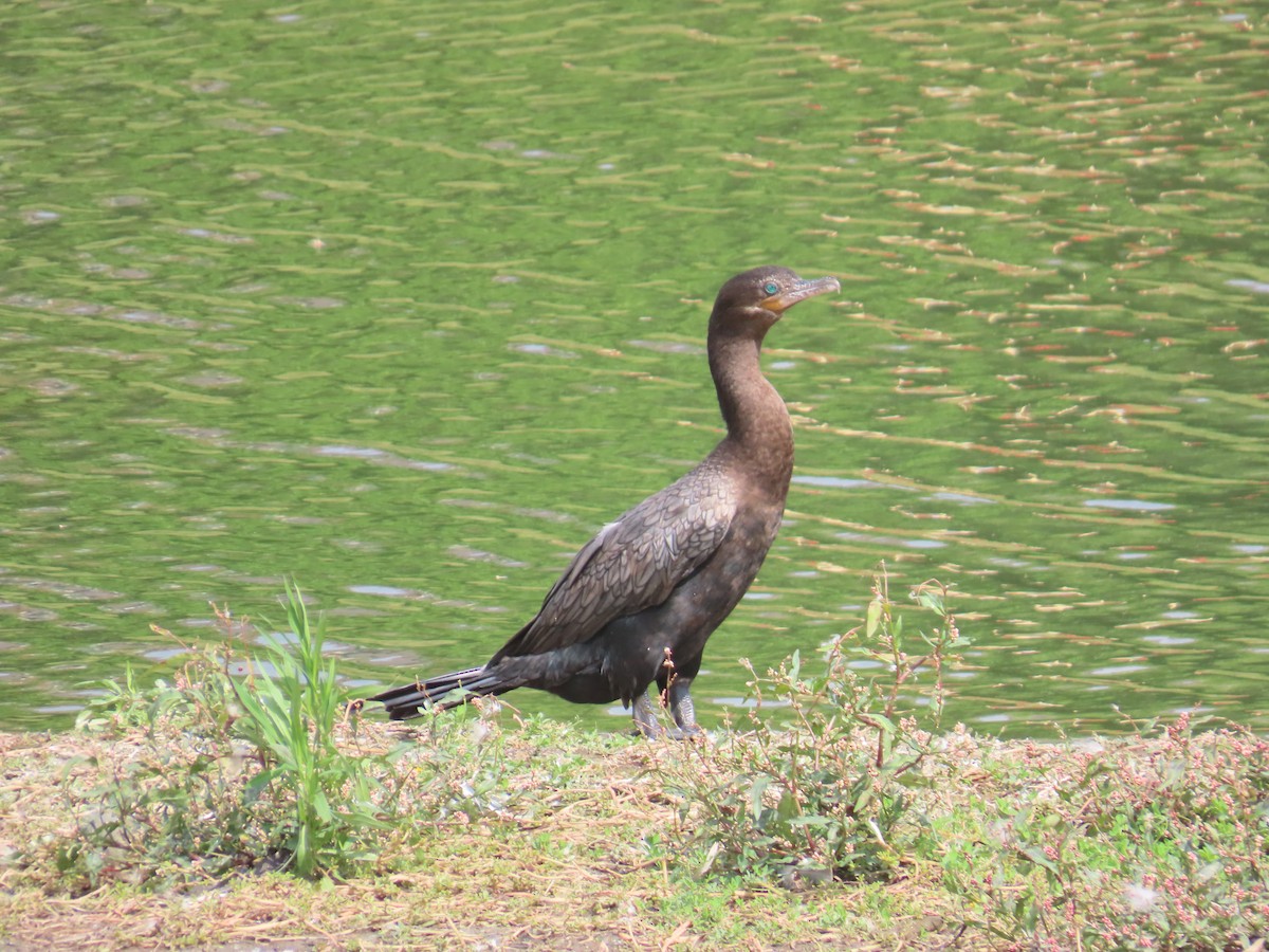 Neotropic Cormorant - ML641396427