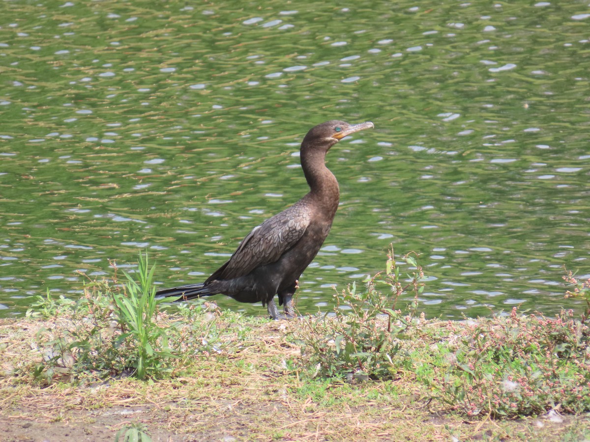 Neotropic Cormorant - ML641396428