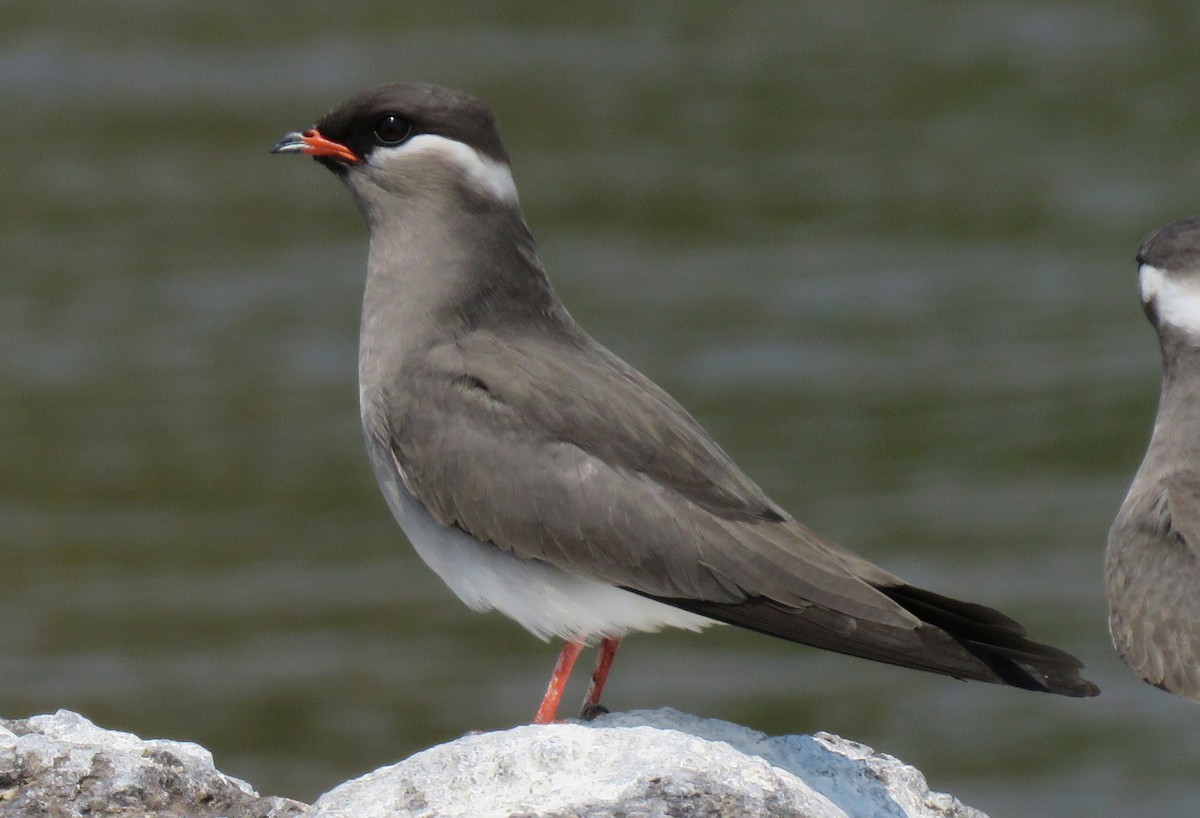 Rock Pratincole - ML641396435