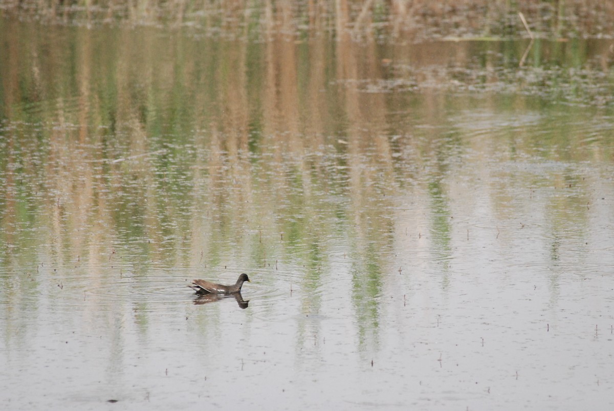 Eurasian Moorhen - ML641396436