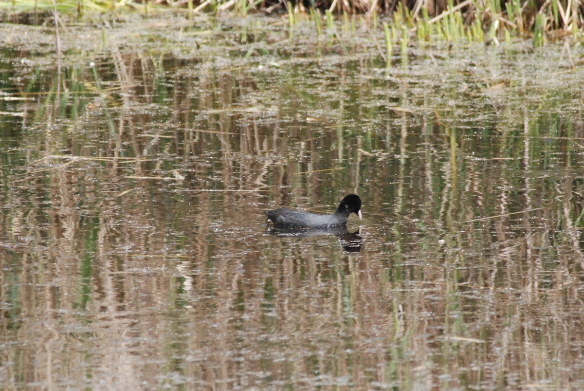 Eurasian Coot - ML641396437