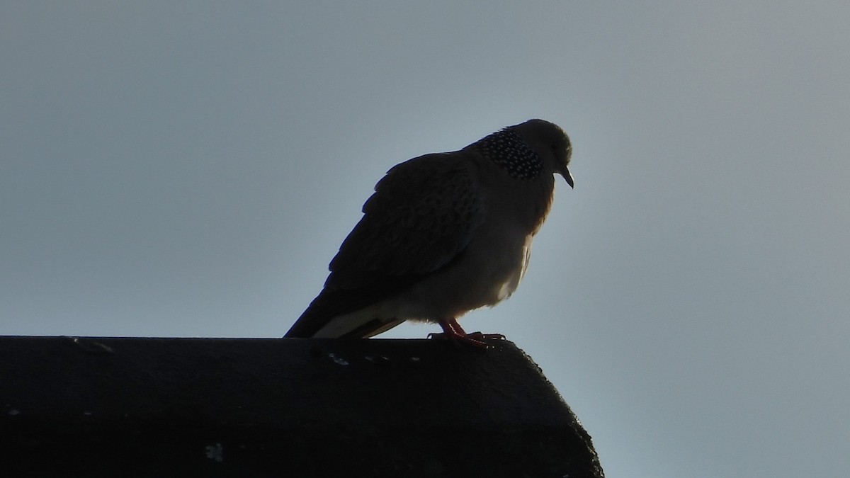 Spotted Dove - ML641396441
