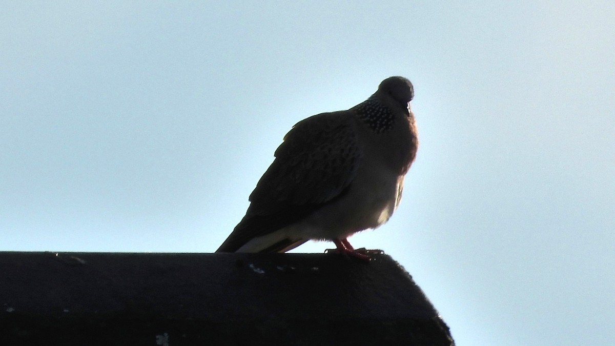 Spotted Dove - ML641396442