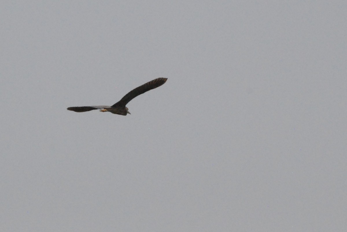 Purple Heron - ML641396444