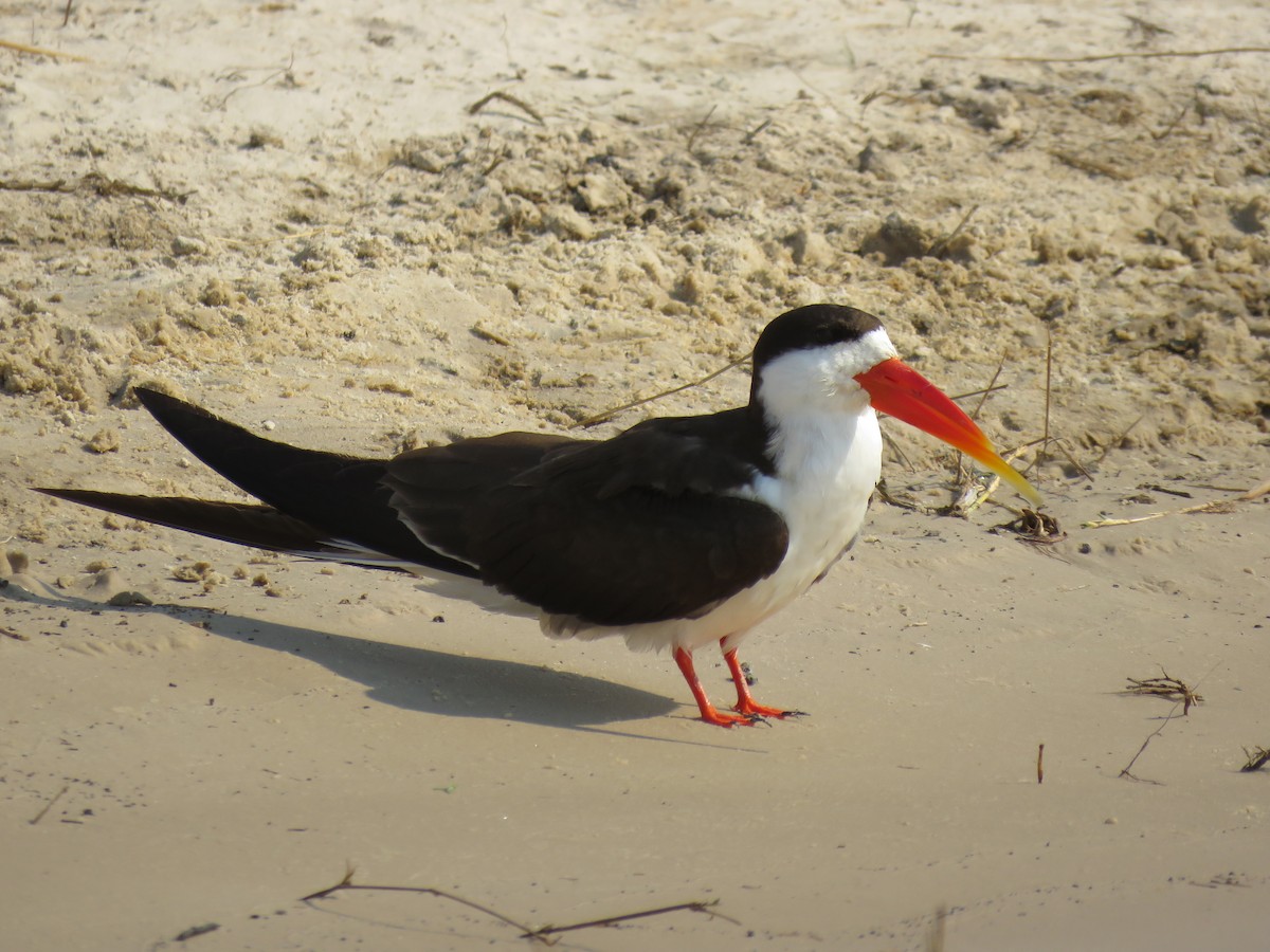 African Skimmer - ML641396450