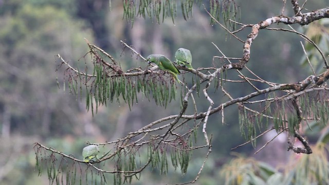 Scaly-naped Amazon - ML641396452