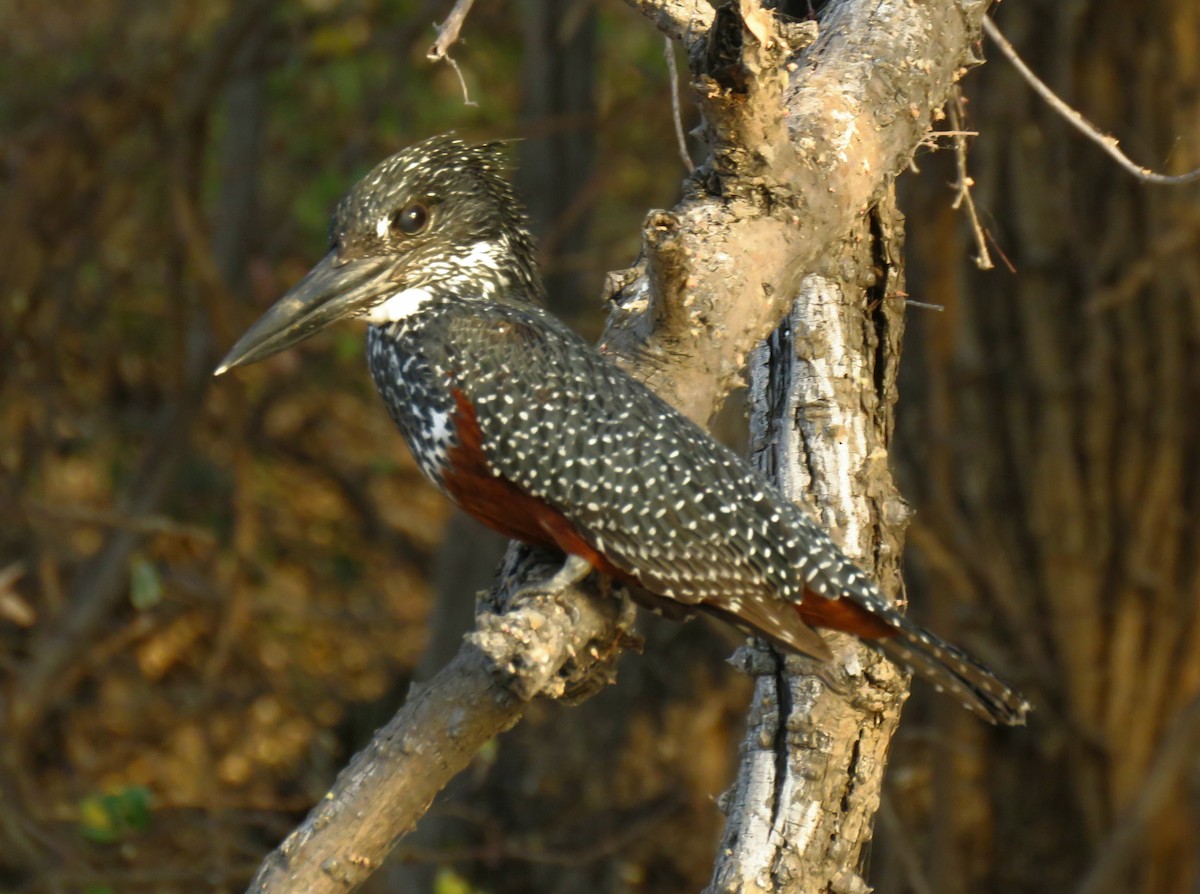 Giant Kingfisher - ML641396474
