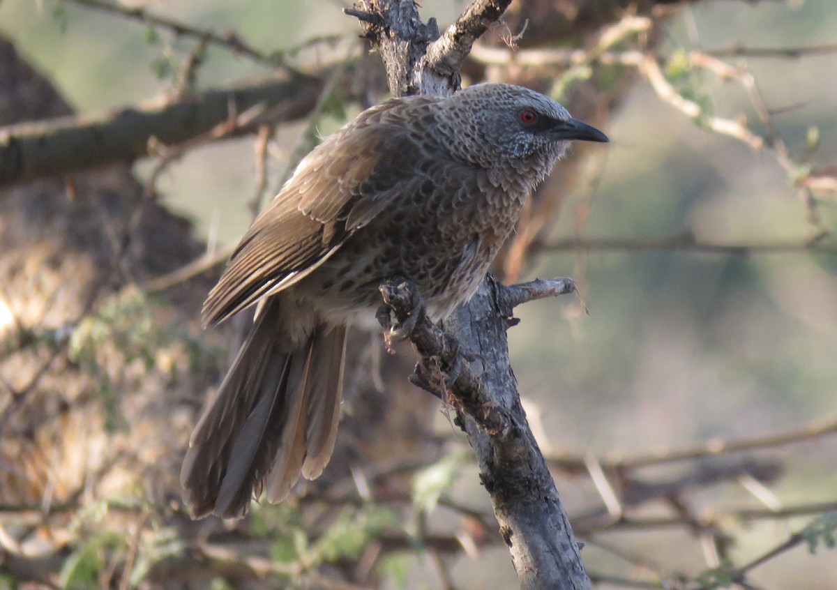 Hartlaub's Babbler - ML641396479
