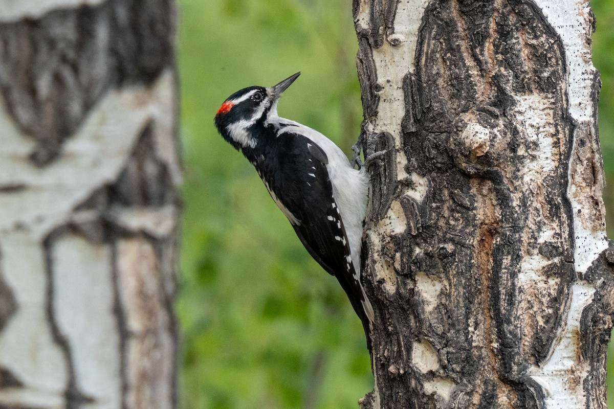Hairy Woodpecker - ML641396511