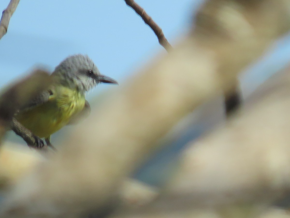 White-throated Kingbird - ML641396523