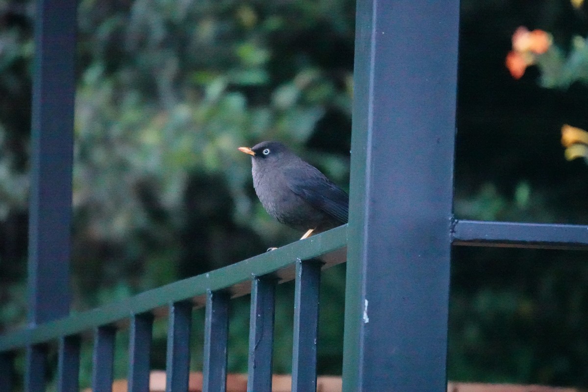 Sooty Thrush - ML641396525
