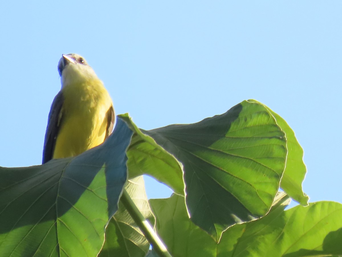 White-throated Kingbird - ML641396528