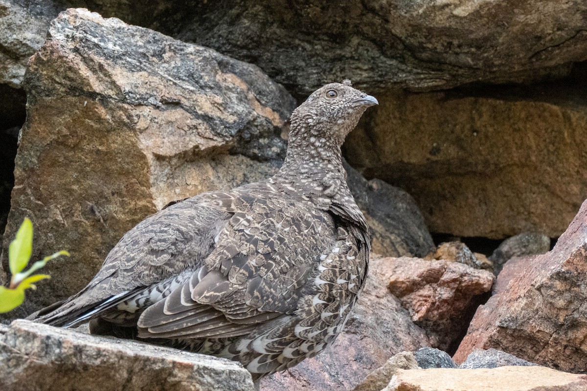 Dusky Grouse - ML641396534