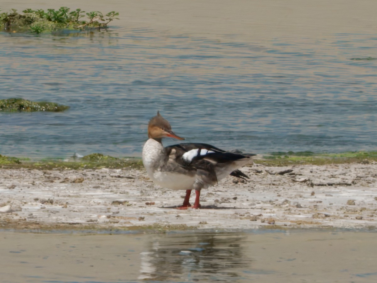 Red-breasted Merganser - ML641396535