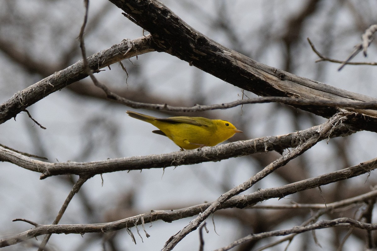 Wilson's Warbler - ML641396552