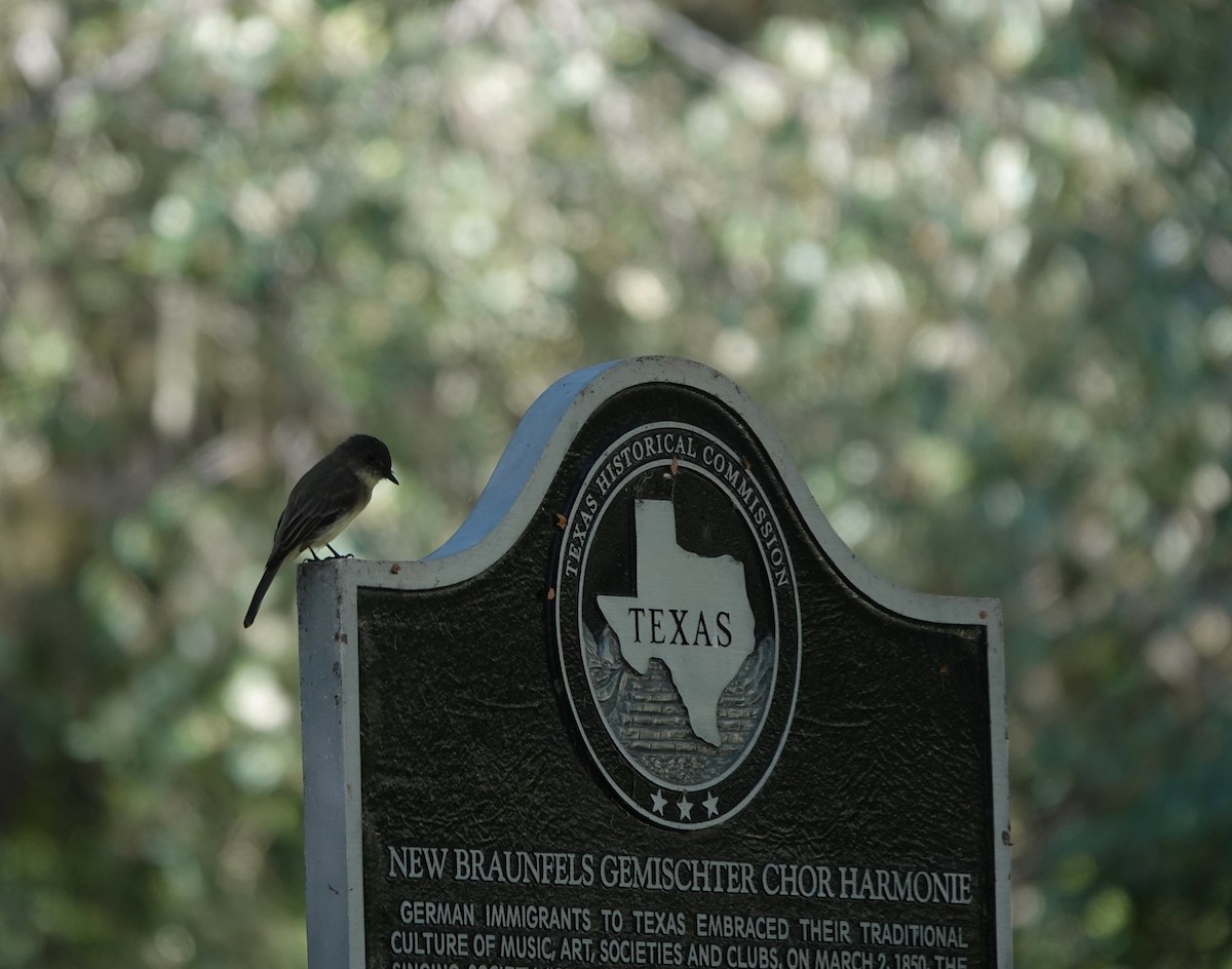 Eastern Phoebe - ML641396591