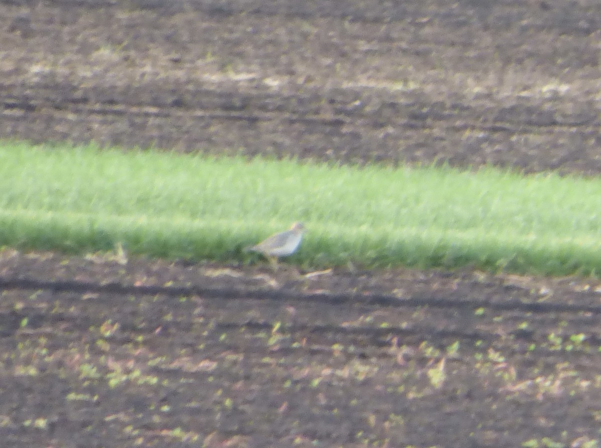 Buff-breasted Sandpiper - ML641396610