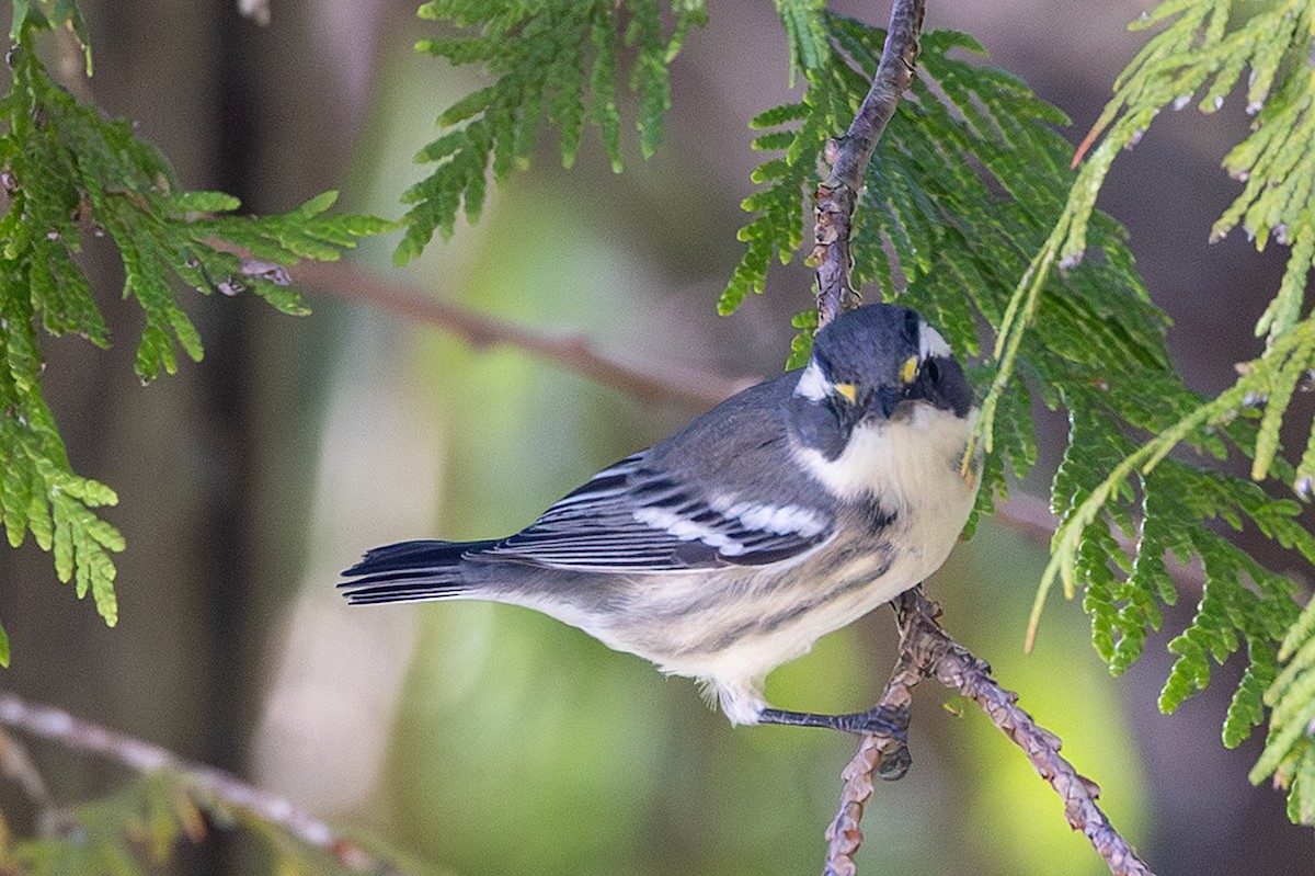 Black-throated Gray Warbler - ML641396622