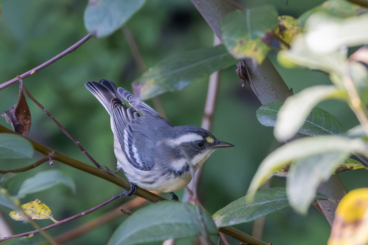 Black-throated Gray Warbler - ML641396623