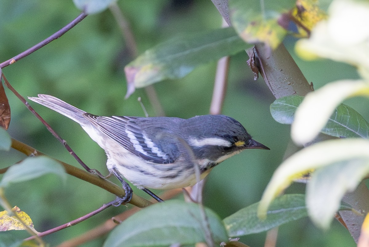Black-throated Gray Warbler - ML641396624