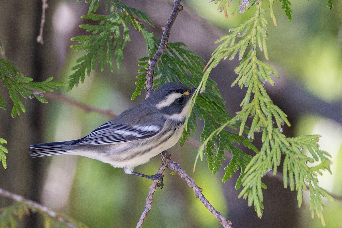 Black-throated Gray Warbler - ML641396625