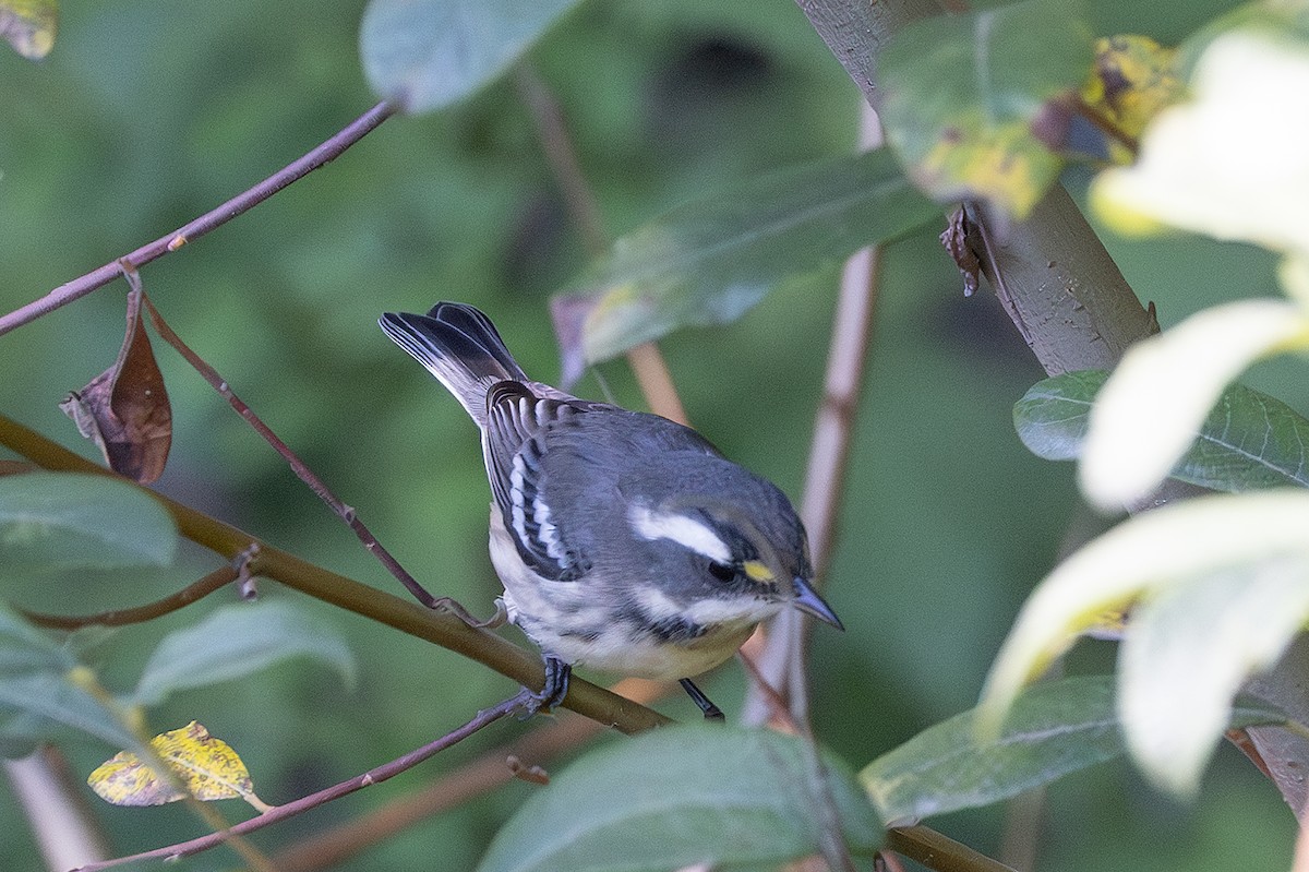 Black-throated Gray Warbler - ML641396626