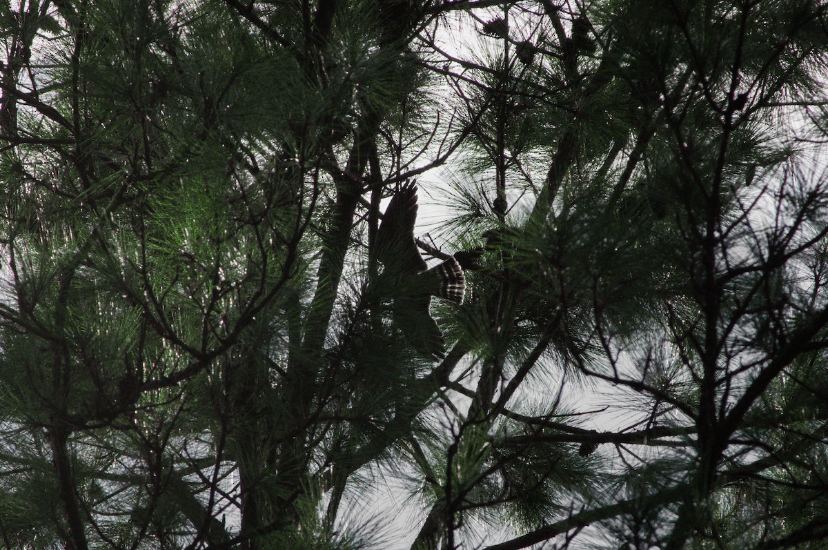 Mississippi Kite - ML641396651