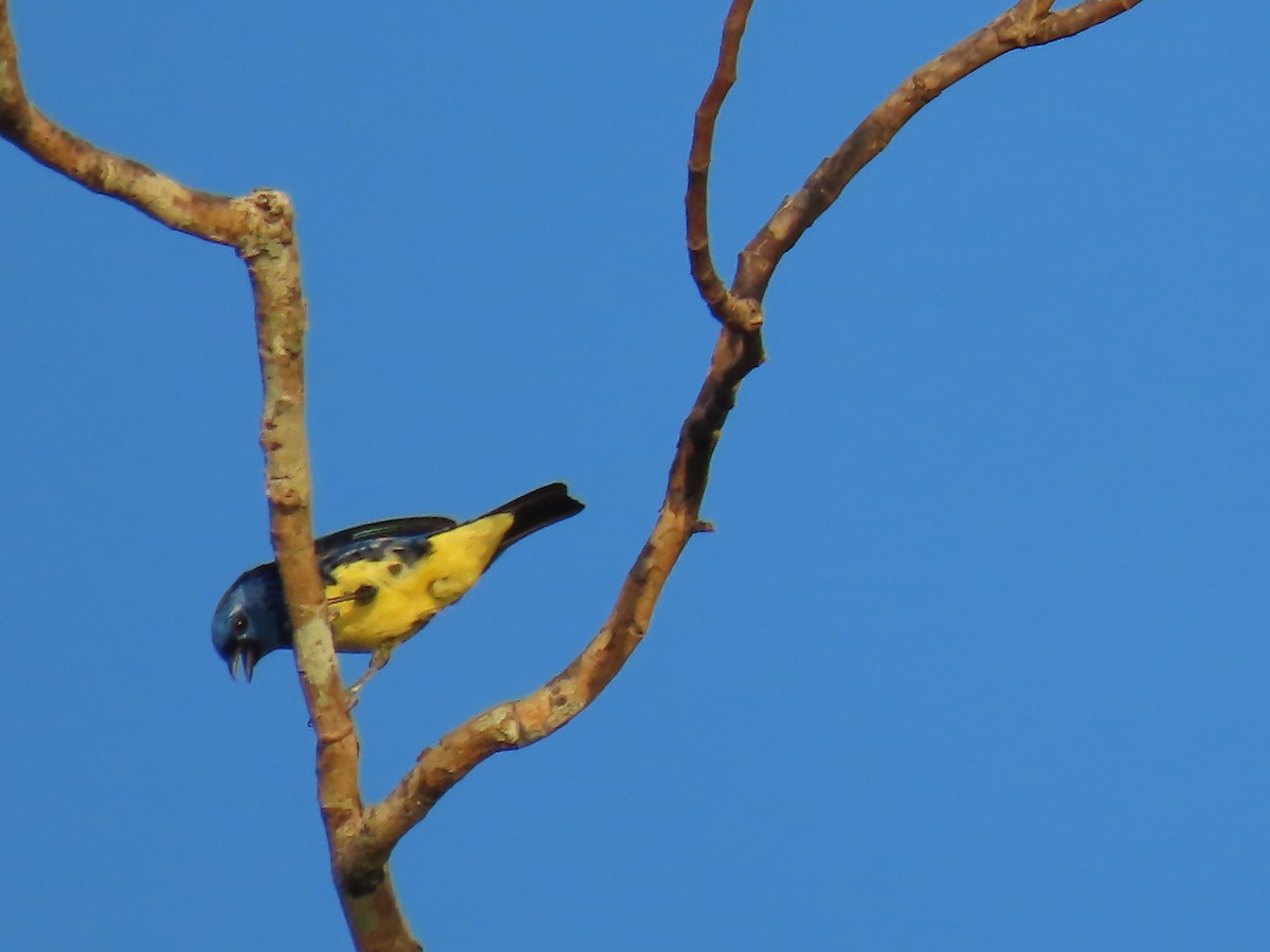 Turquoise Tanager - ML641396680